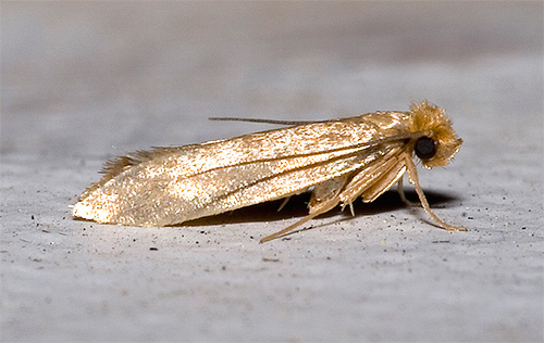Schmetterling der Lebensmittelmotte