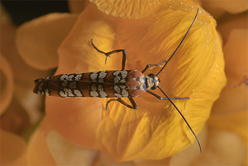 Ein Vertreter der Gespinstmotten – die Ailanthus-Spinner Ein Vertreter der Gespinstmotten – die Ailanthus-Spinner