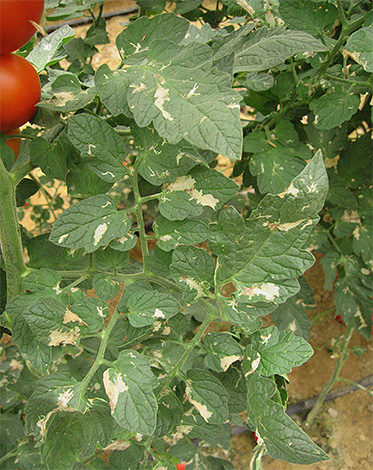 Die Raupen der Kartoffelmotte können nicht nur Kartoffeln, sondern auch Tomaten schädigen. Die Raupen der Kartoffelmotte können nicht nur Kartoffeln, sondern auch Tomaten schädigen.