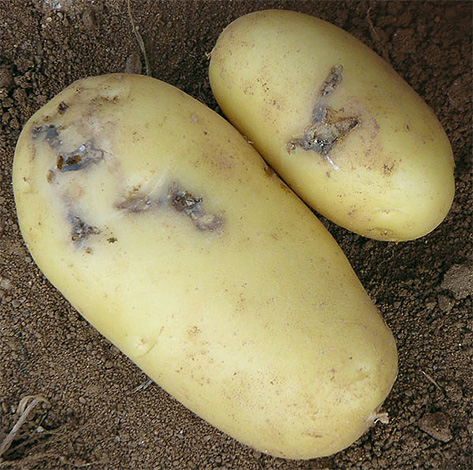 Durch Raupen der Kartoffelmotte geschädigte Knolle Durch Raupen der Kartoffelmotte geschädigte Knolle