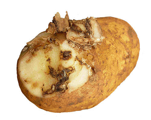 Bei mehreren Raupen wird die geschädigte Kartoffelknolle schwammartig Bei mehreren Raupen wird die geschädigte Kartoffelknolle schwammartig