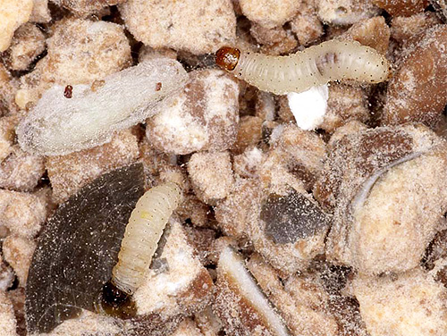 Die Larven verschiedener Mottenarten können sich von den unterschiedlichsten Nahrungsmitteln ernähren Die Larven verschiedener Mottenarten können sich von den unterschiedlichsten Nahrungsmitteln ernähren