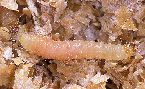 Mottenlarven ernähren sich gerne von Getreide, Mehl und Trockenfrüchten Mottenlarven ernähren sich gerne von Getreide, Mehl und Trockenfrüchten
