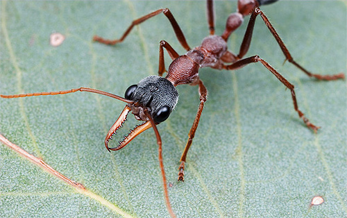 Kopfameisen gehören zu den gefährlichsten Insekten der Welt Kopfameisen gehören zu den gefährlichsten Insekten der Welt