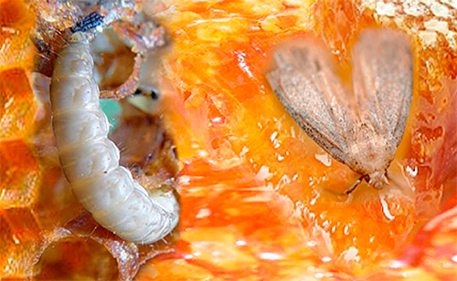 Bei einem starken Befall des Bienenstocks mit Wachsmotten kann das Bienenvolk absterben Bei einem starken Befall des Bienenstocks mit Wachsmotten kann das Bienenvolk absterben
