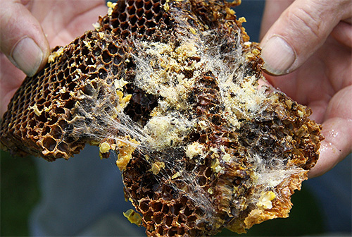 Die aus den Eiern geschlüpften Larven umspinnen die Bienenwaben mit einer dichten Schicht ihrer Seide. Die aus den Eiern geschlüpften Larven umspinnen die Bienenwaben mit einer dichten Schicht ihrer Seide.