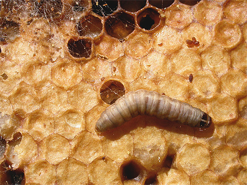 Es wird angenommen, dass die Larven der Wachsmotte in der Lage sind, Wachs mithilfe des Enzyms Cerase zu verdauen, das angeblich auch die Wände des Tuberkuloseerregers abbaut. Es wird angenommen, dass die Larven der Wachsmotte in der Lage sind, Wachs mithilfe des Enzyms Cerase zu verdauen, das angeblich auch die Wände des Tuberkuloseerregers abbaut.