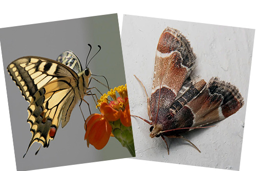 Die Motte ist auch ein Schmetterling, aber warum fehlt ihr der Rüssel?