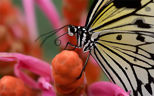 Mit dem Rüssel gewinnt der Schmetterling Nektar