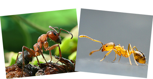 Rote Waldameise (links) und rote Hausameise (rechts) unterscheiden sich erheblich voneinander. Rote Waldameise (links) und rote Hausameise (rechts) unterscheiden sich erheblich voneinander