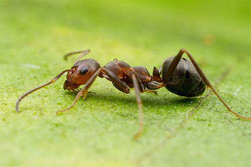Bei der Roten Waldameise sind nur Brust und Kopfunterseite rötlich, der Hinterleib ist jedoch fast schwarz. Bei der Waldameise sind nur der Brustkorb und der untere Kopfbereich rot, der Hinterleib ist dagegen fast schwarz