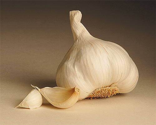 Knoblauchzehen werden manchmal zur Bekämpfung von Motten in der Küche verwendet. Knoblauchzehen werden manchmal zur Bekämpfung von Motten in der Küche verwendet.