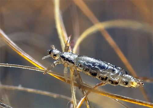 Fotografie einer Kopflaus in Nahaufnahme Fotografie einer Kopflaus in Nahaufnahme