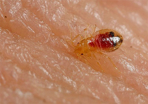 Larve einer Bettwanze auf der Haut Larve einer Bettwanze auf der Haut