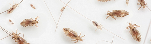 Mehrere Kleiderläuse mit Larven und Nissen Mehrere Kleiderläuse mit Larven und Nissen