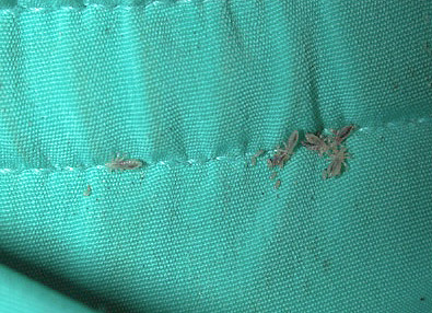 Auf dem Foto: Läuse im Bett Auf dem Foto: Läuse im Bett