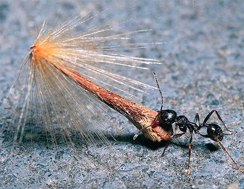 Ernteameisen lagern Samen in riesigen Mengen Ernteameisen lagern Samen in riesigen Mengen