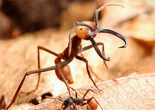 Wanderameisen sind sehr große Insekten. Wanderameisen sind sehr große Insekten.