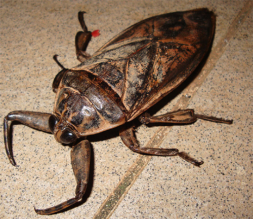 Die Vorderbeine der riesigen Belostoma-Wanze ähneln tatsächlich Krebscheren. Die Vorderbeine der riesigen Belostoma-Wanze ähneln tatsächlich Krebscheren.