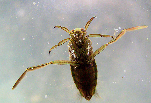 Die stromlinienförmige Form der Wasserwanze ermöglicht ihr ein leichtes Schwimmen Die stromlinienförmige Form der Wasserwanze ermöglicht ihr ein leichtes Schwimmen