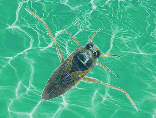Rückenschwimmer-Wanze im Wasser Rückenschwimmer-Wanze im Wasser
