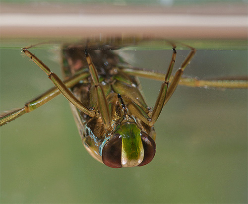 Die Augen der Wasserwanze sind ziemlich groß. Die Augen der Wasserwanze sind ziemlich groß.
