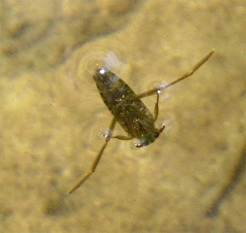 Der Hinterleib der Wasserwanze ist dunkel, was sie für Vögel unsichtbar macht. Der Hinterleib der Wasserwanze ist dunkel, was sie für Vögel unsichtbar macht.