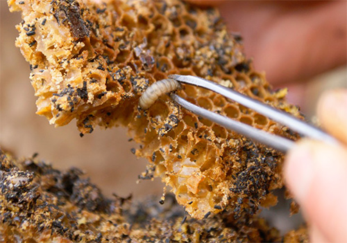 Vor Beginn der Behandlung sollte sichergestellt werden, dass Sie keine Allergie gegen die Tinktur haben Vor Beginn der Behandlung sollte sichergestellt werden, dass Sie keine Allergie gegen die Tinktur haben