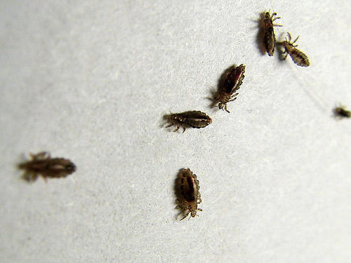 Moderne Insektizide lähmen Läuse schnell und töten sie schließlich ab. Moderne Insektizide lähmen Läuse schnell und töten sie schließlich ab.