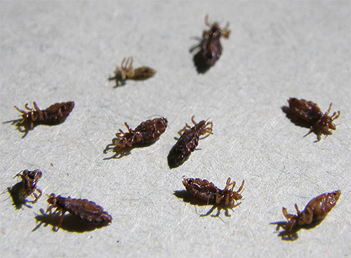 Läuse beginnen bereits bei einer Temperatur über +40 Grad Celsius zu sterben. Läuse beginnen bereits bei einer Temperatur über +40 Grad Celsius zu sterben.