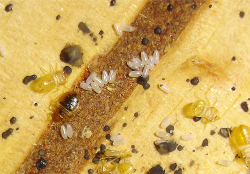 Aus Wanzeneiern können neue Larven schlüpfen, daher sollte die Behandlung mehrmals durchgeführt werden Aus Wanzeneiern können neue Larven schlüpfen, daher sollte die Behandlung mehrmals durchgeführt werden
