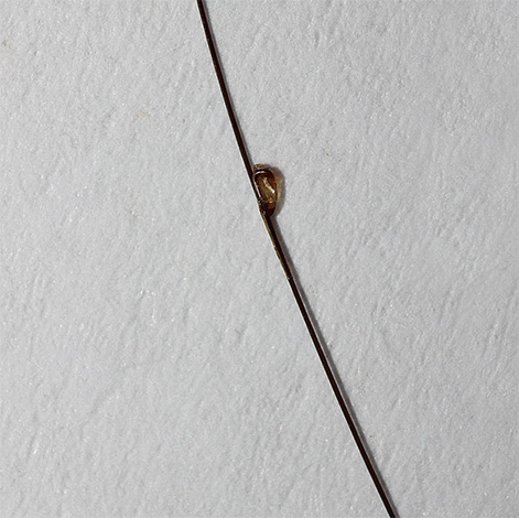 Essig kann die Haftfestigkeit der Nisse am Haar schwächen Essig kann die Haftfestigkeit der Nisse am Haar schwächen