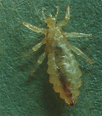 Die Chitinhülle der Kleiderläuse ist durchscheinend. Bei ausreichender Vergrößerung können die inneren Organe des Insekts betrachtet werden. Die chitinhaltigen Hüllen der Kleiderläuse sind durchscheinend; bei ausreichender Vergrößerung kann man die inneren Organe des Insekts erkennen