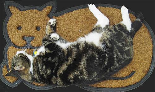 Nur wenige wissen, dass sich der Hauptlebensraum der Flöhe nicht auf dem Körper der Katze, sondern auf dem Teppich oder der Einstreu befindet Nur wenige wissen, dass sich der Hauptlebensraum der Flöhe nicht auf dem Körper der Katze, sondern auf dem Teppich oder der Einstreu befindet