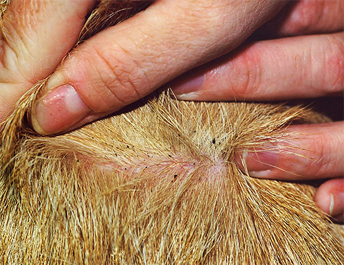 Eine regelmäßige Untersuchung des Fells der Katze hilft, im Falle eines Flohbefalls rechtzeitig und wirksam mit der Bekämpfung zu beginnen Eine regelmäßige Untersuchung des Fells der Katze hilft, im Falle eines Flohbefalls rechtzeitig und wirksam mit der Bekämpfung zu beginnen