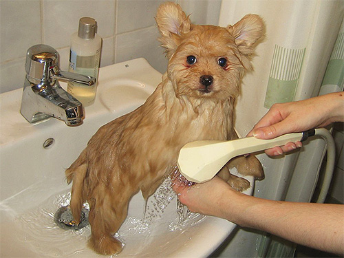 Wenn eine erhöhte Empfindlichkeit des Haustieres gegenüber den Tropfen Bars besteht, muss das Tier mit Shampoo gewaschen werden.