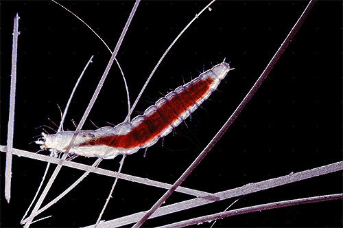 Flohlarve unter dem Mikroskop Flohlarve unter dem Mikroskop