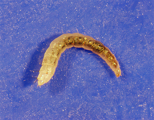 Eine Flohlarve stirbt nur bei direktem Kontakt mit dem Insektizidpulver. Eine Flohlarve stirbt nur bei direktem Kontakt mit dem Insektizidpulver.