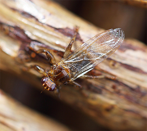 Hirschlausfliege (auch bekannt als Elchfliege) mit Flügeln Hirschlausfliege (auch bekannt als Elchfliege) mit Flügeln