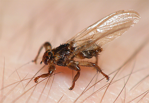 Hirschlausfliege auf dem Körper des Opfers Auf dem Foto: eine Hirschlausfliege auf dem Körper des Opfers