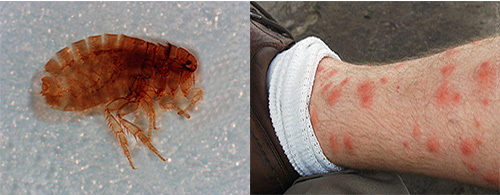 Sandflöhe können ernsthafte gesundheitliche Schäden verursachen: Worin die Gefahr dieser Parasiten besteht und wie Sie sich davor schützen können, darüber sprechen wir im Folgenden... Sandflöhe können ernsthafte gesundheitliche Schäden verursachen: Worin die Gefahr dieser Parasiten besteht und wie Sie sich davor schützen können, darüber sprechen wir im Folgenden.