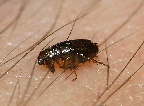 Wermut wurde früher nicht nur zur Abwehr von Flöhen, sondern auch von anderen Parasiten verwendet Wermut wurde früher nicht nur zur Abwehr von Flöhen, sondern auch von anderen Parasiten verwendet