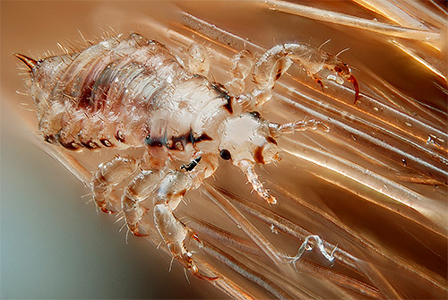 Auf dem Foto - eine Kopflaus auf den Haaren Auf dem Foto - eine Kopflaus auf den Haaren
