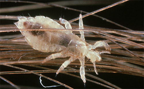 Kopflaus zwischen den Haaren Kopflaus zwischen den Haaren