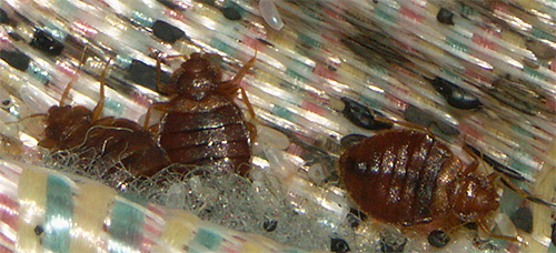 Die Kosten für die Behandlung einer Einzimmerwohnung gegen Bettwanzen sind in der Regel nur geringfügig höher als die Kosten für Mittel bei der eigenständigen Bekämpfung der Parasiten. Die Kosten für die Behandlung einer Einzimmerwohnung gegen Bettwanzen sind in der Regel nur geringfügig höher als die Kosten für Mittel bei der eigenständigen Bekämpfung der Parasiten.