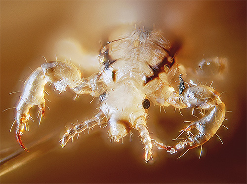 Die Kopflaus kann sich dank spezieller Auswüchse an den Beinen geschickt durch das Haar bewegen. Die Kopflaus kann dank spezieller Auswüchse an den Beinen geschickt durch die Haare kriechen.