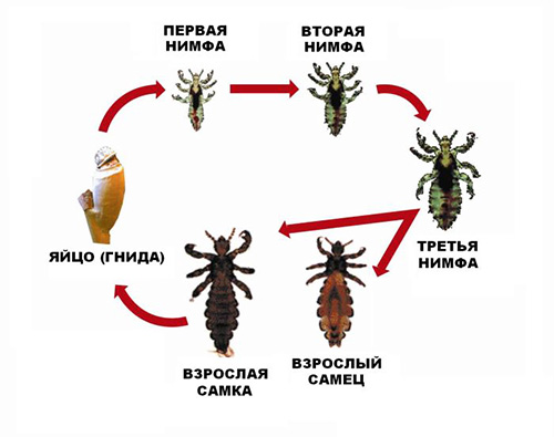 Lebenszyklus der Kopflaus Lebenszyklus der Kopflaus