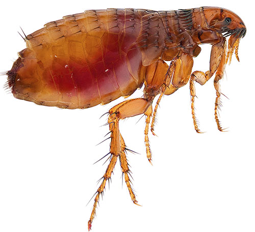 Die meisten modernen Insektizide sind giftig für Flöhe und relativ unbedenklich für den Menschen. Die meisten modernen Insektizide sind giftig für Flöhe und relativ unbedenklich für den Menschen.