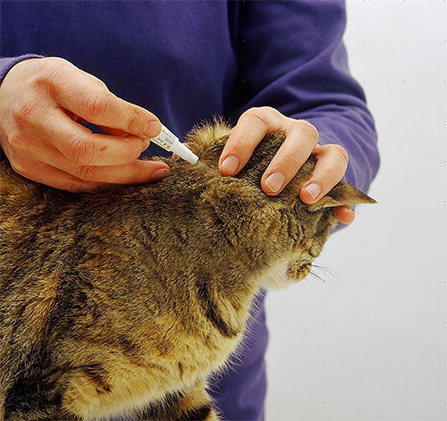 Beispiel für das Auftragen von Floh-Tropfen auf den Nacken einer Katze. Beispiel für das Auftragen von Floh-Tropfen auf den Nacken einer Katze.