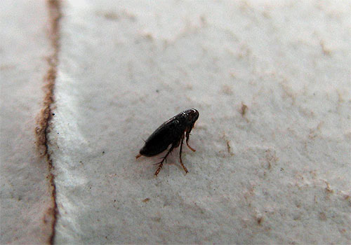 Leider garantiert selbst die Behandlung des Tieres mit Insektiziden nicht, dass die Flöhe nicht nach einiger Zeit wieder auftauchen. Leider garantiert selbst die Behandlung des Tieres mit Insektiziden nicht, dass die Flöhe nicht nach einiger Zeit wieder auftauchen.